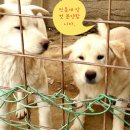 제일양봉산업 이미지