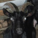 초방리 농장 이미지