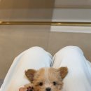 청담펫츠 이미지