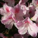 개화약국 이미지