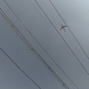 율곡천 5 이미지