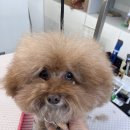 그루머제인 이미지