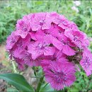 송강농장 이미지