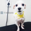 네오 동물병원 이미지