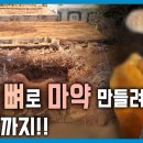 마약에 취한 시에라리온 (KBS_352회_2024.4.13.방송) - YouTube 이미지