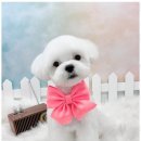 유지네 애견미용샵 이미지