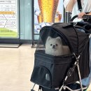 인창(카)센타 | 구리 롯데마트 다이소 구리인창점 애견동반 유모차 대여 꿀팁