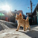 나만의 포트레이트 이미지