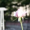 장미수퍼 이미지