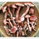 벚꽃버섯(밤버섯)의 효능과 복용방법 이미지