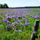 The Bluebells of Scotland - James Last 이미지