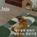애견동반 제주여행 제주동쪽 숙소 종달구경 중형견가능