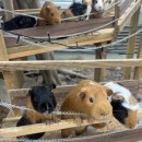 경기도 가볼 만한 곳 포천 "평강랜드"🐮🐰