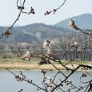 섬진강대나무숲길 이미지