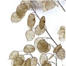 루나리아(lunaria)