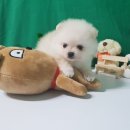 더폼나고 더폼나개 이미지