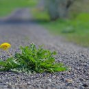 꽃민들레 이미지