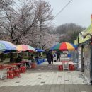 벚꽃포장마차 이미지
