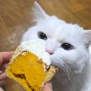 카페바라기 | 부산 광안리 카페 스크러피 에그타르트 디저트 맛집 내돈내산 솔직후기