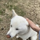 제주도승마체험 &#39;저스트홀스&#39; 초보자도 어렵지 않은 승마 후기