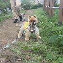 멍멍미식회 | [성남] 멍멍미식회 강아지케이크_강아지 수제 간식, 강아지생일