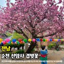 조계산 도립공원 선암사 주차장 화장실 | 순천 선암사 겹벚꽃 주차장 개화상황
