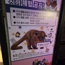 주식회사 테이블에이 고양이카페 | 홍대데이트 테이블에이 동물원+고양이카페 다녀온 후기
