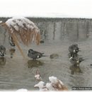 자원 오리성 이미지