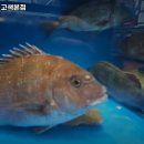 CU수원고색중앙점 | 바다킹 고색본점 경기 수원 회 추천