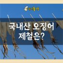 국내산 오징어 제철에 맞게 맛있게 먹자! 이미지