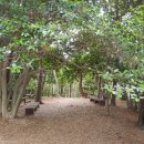 (자)봉황관광 이미지