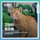 서울동물메디컬센터 | 곤지암동물병원 고양이 림프종 식욕부진 증상 항암치료 [서울동물메디컬센터]