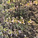 텃밭 흙이 보슬보슬 촉감이 좋아요. 손주들 <b>근육 맨</b> 만들기~ㅎ