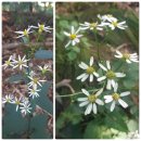 김천 황악산(金泉 黃岳山).백두대간길 괘방령(掛傍嶺)에서 우두령(牛頭嶺)까지 황악산 산길을 걷다.