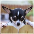 윈터펠 치와와 이미지