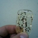 생태전문생태야생태 이미지