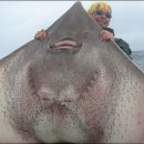 아싸가오리 이미지