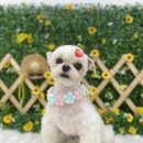 댕이발소 이미지