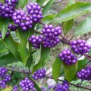 교동초교 병설유치원 이미지