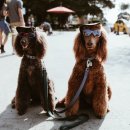 원산청둥오리 - 영도구 절영로 10-3 | 원산청둥오리