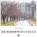 백곡쉼터 | 운치 가득한 진천 백곡저수지 벚꽃 풍경