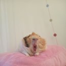 초록동물병원 이미지