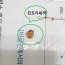 다오동물병원 | 강아지가 진드기 물렸을 때 동물 병원 치료 후기