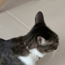 미플라이펫 펄 로멘스 반려동물 의료기기 목걸이 내돈내산 제품 후기!