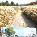 황실코아 이미지