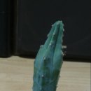 풀꽃향기 이미지
