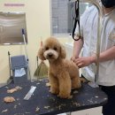 그루밍독스 이미지