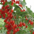 구기자(枸杞子)의 효능 이미지