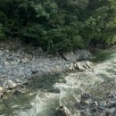 천지 애견 이미지