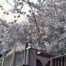 양평 백운봉 자연휴양림 / 야영데크 01번 이용후기 / 240406 / (구 용문산자연휴양림)